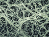 ๐ THE HIDDEN FOREST NETWORK: MYCORRHIZAE ๐