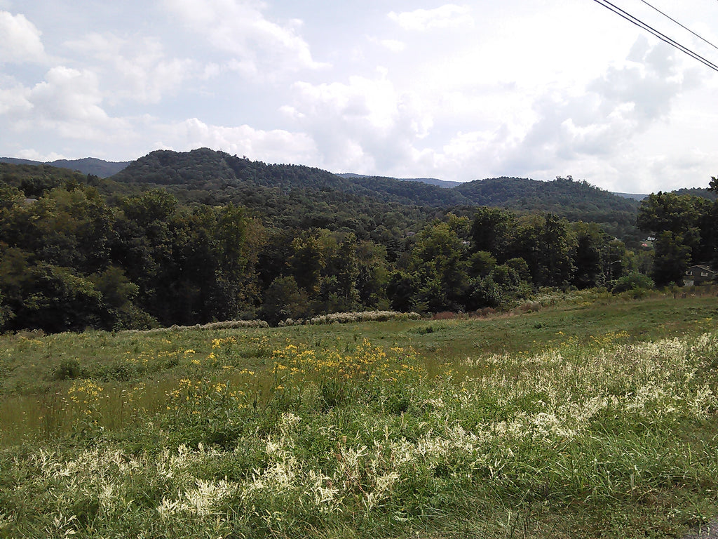 🌄 APPALACHIAN HERBAL MEDICINE 🌄