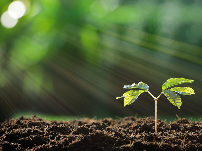 🌿 THE POWER OF PLANTS 🌿