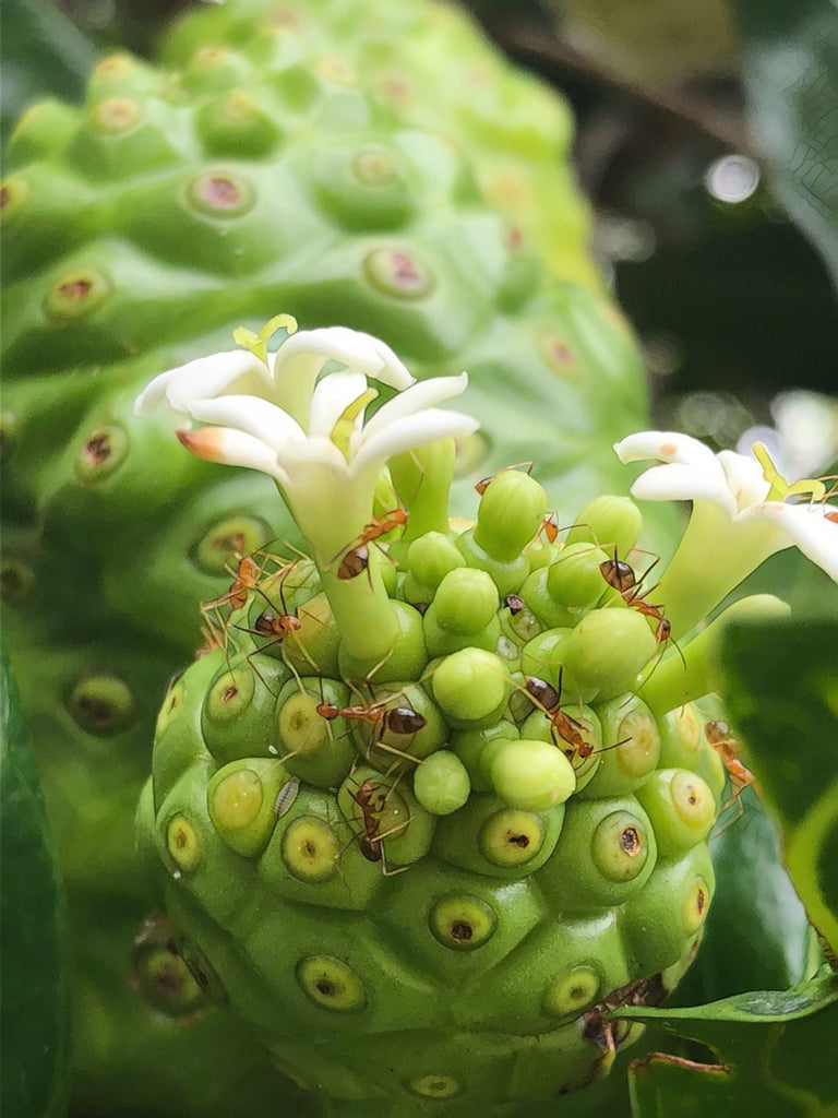 ALL ABOUT THE NATURAL NONI FRUIT